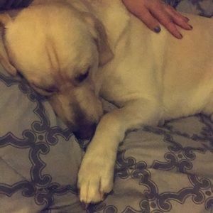 Meet your Posher, Jamie